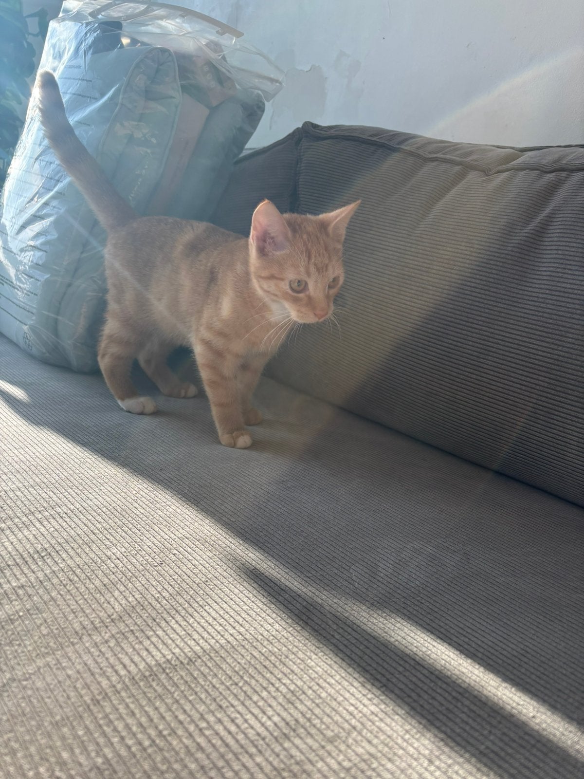 Rode kater, Dieren en Toebehoren, Katten en Kittens | Overige Katten, Kater