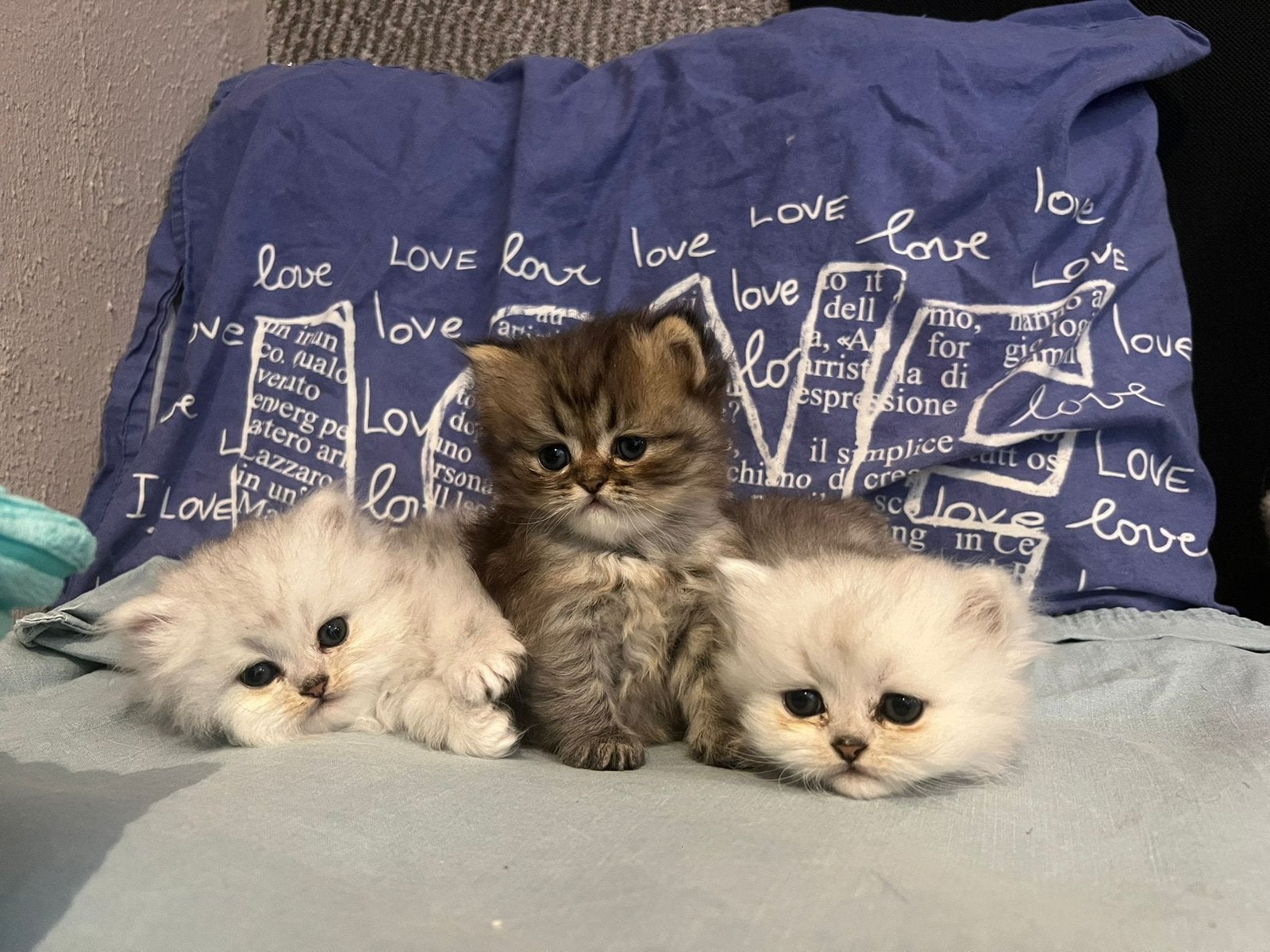 kittens perzische shaded zilver en een golden smoke poesje, Meerdere dieren