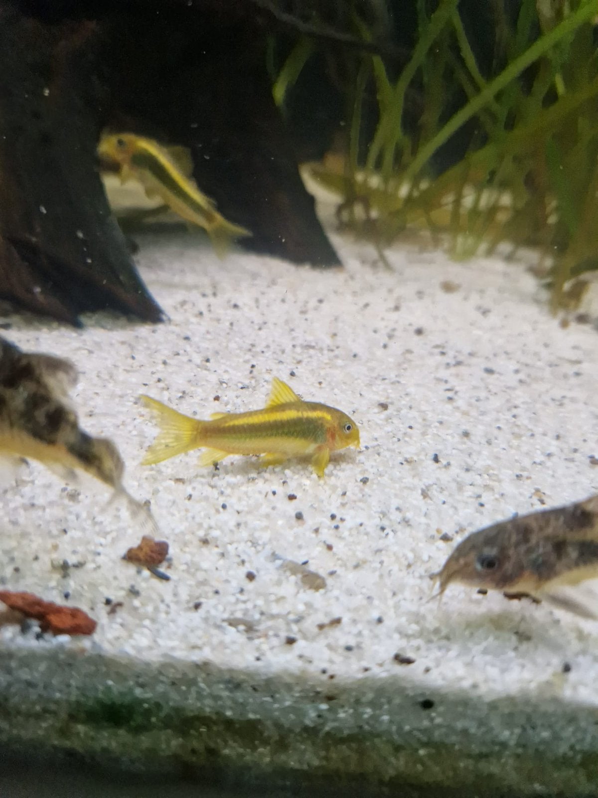Jonge Corydoras Goldstripe €6.50 per stuk of 10 voor €60, Dieren en Toebehoren, Vis