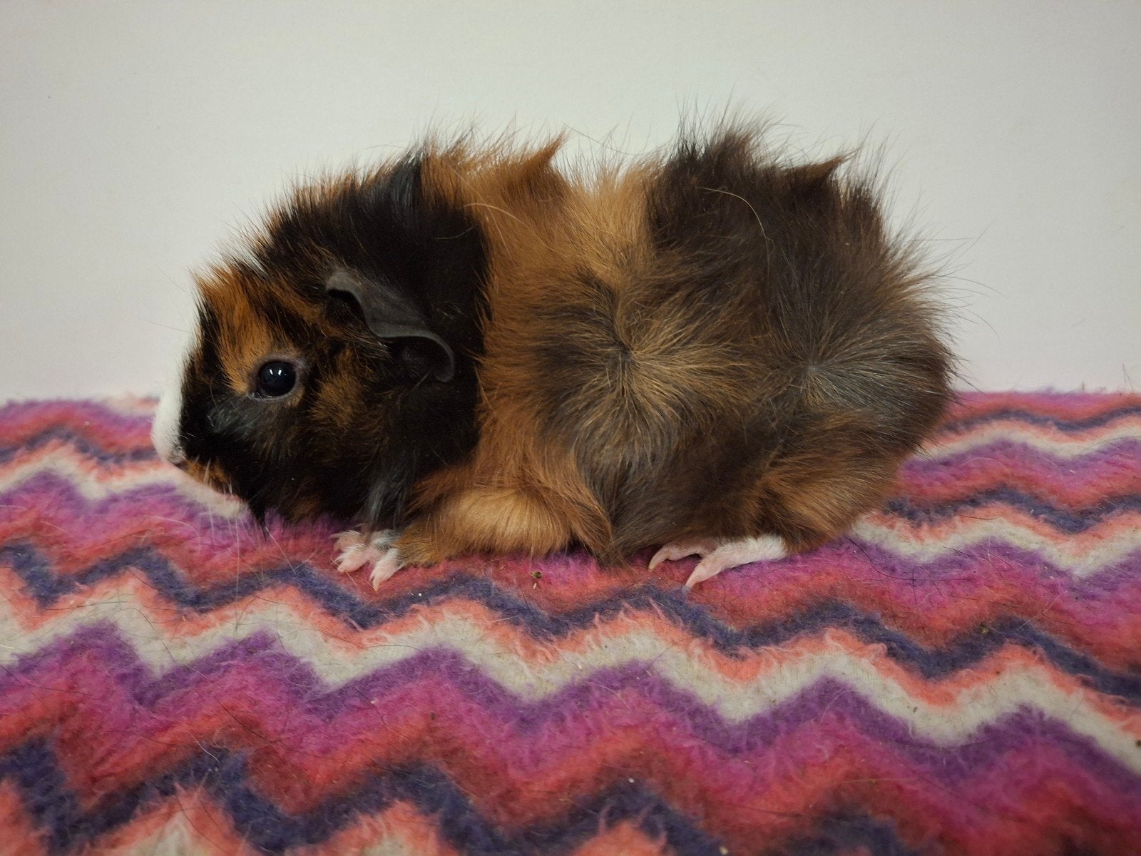 Leuke borstel driekleur cavia beertjes, Dieren en Toebehoren, Knaagdieren, Cavia, April, Mannelijk, Tam