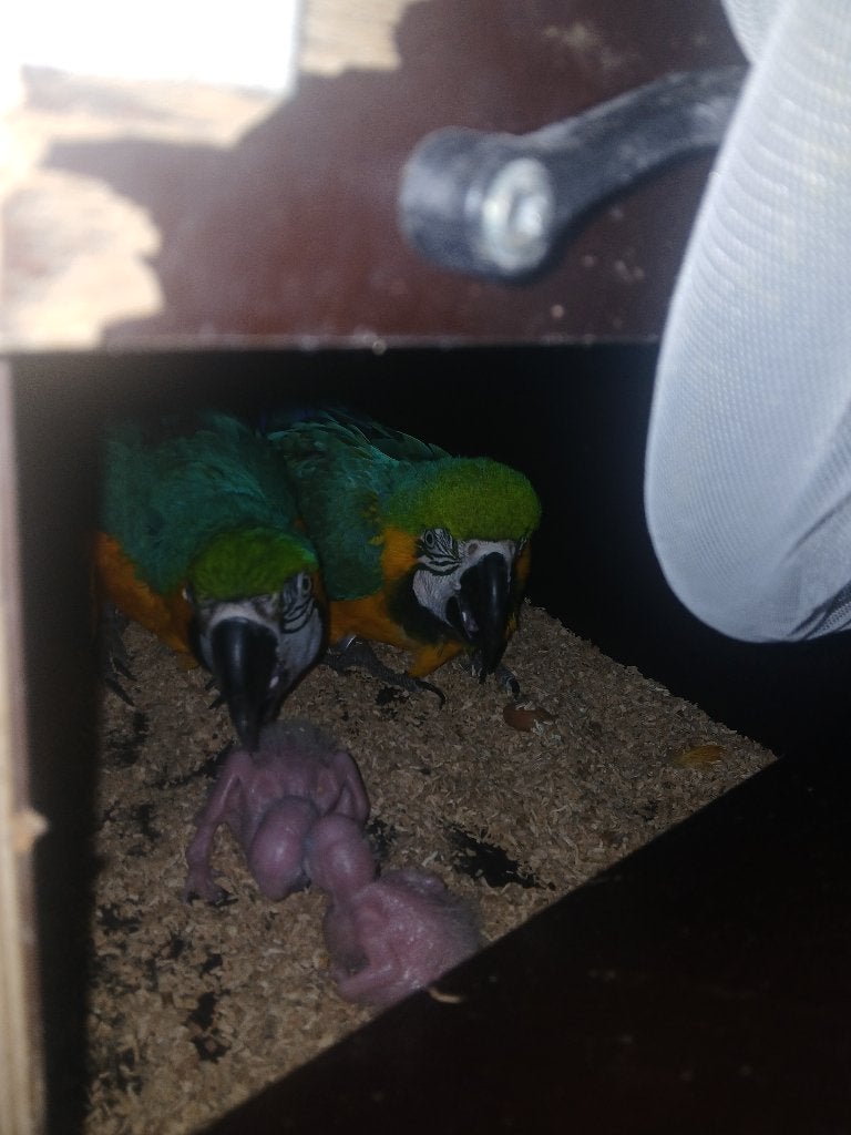 Blauw gele ara jongen te resenveren, Dieren en Toebehoren, Meerdere dieren, Parkiet, Geringd