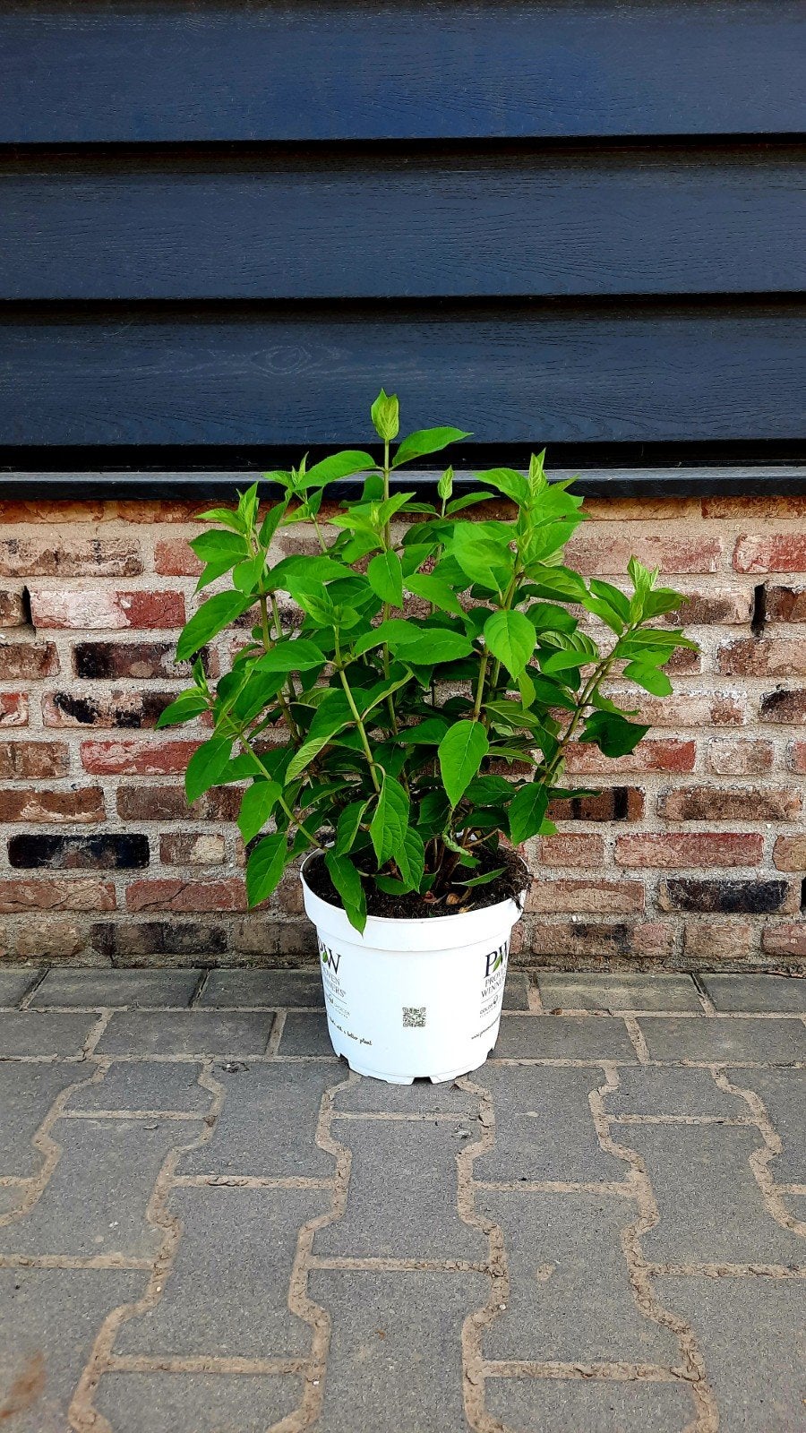 Hortensia Hydrangea paniculata 'Little Lime'🌿🍀, 100 tot 250 cm, Olijfboom, Zomer, Ophalen