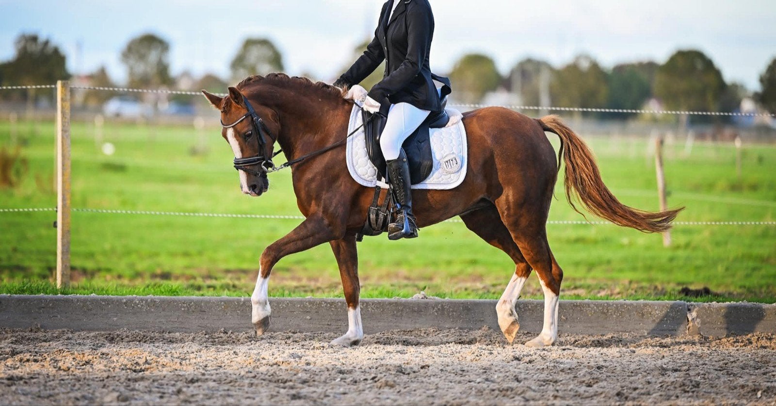 🐴Prachtige 6-jarige stamboek New Forest merrie😍📏1.35☘️, Merrie, 3 tot 6 jaar, C pony (1.27m tot 1.37m), Met stamboom