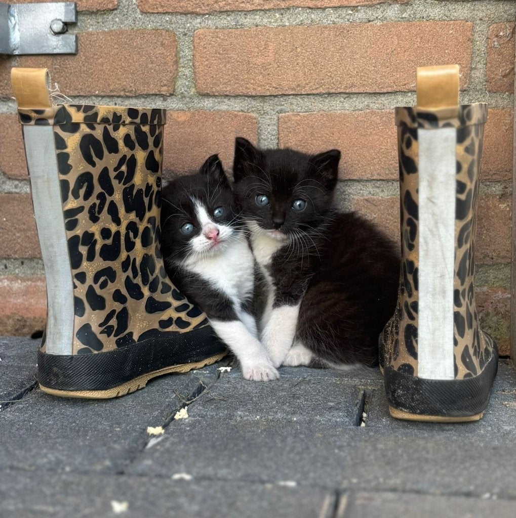 Kittens, Meerdere dieren, 0 tot 2 jaar