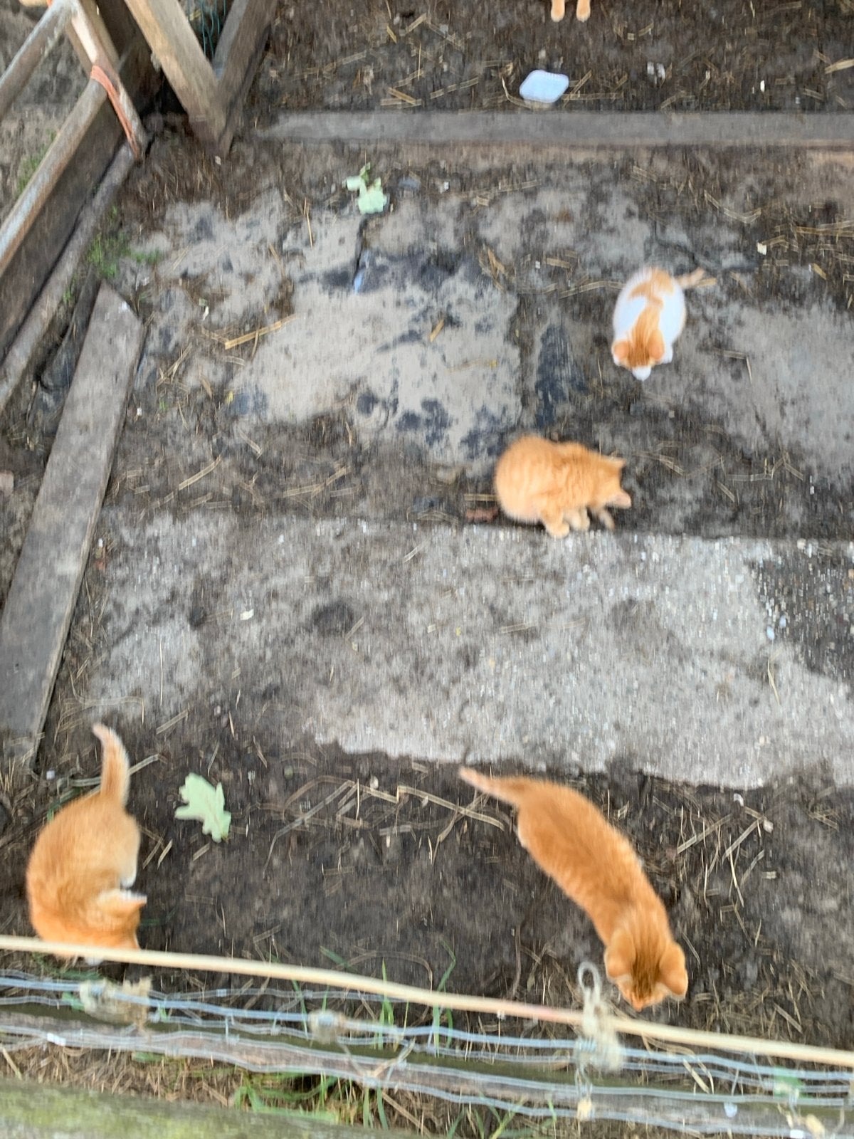 Kittens