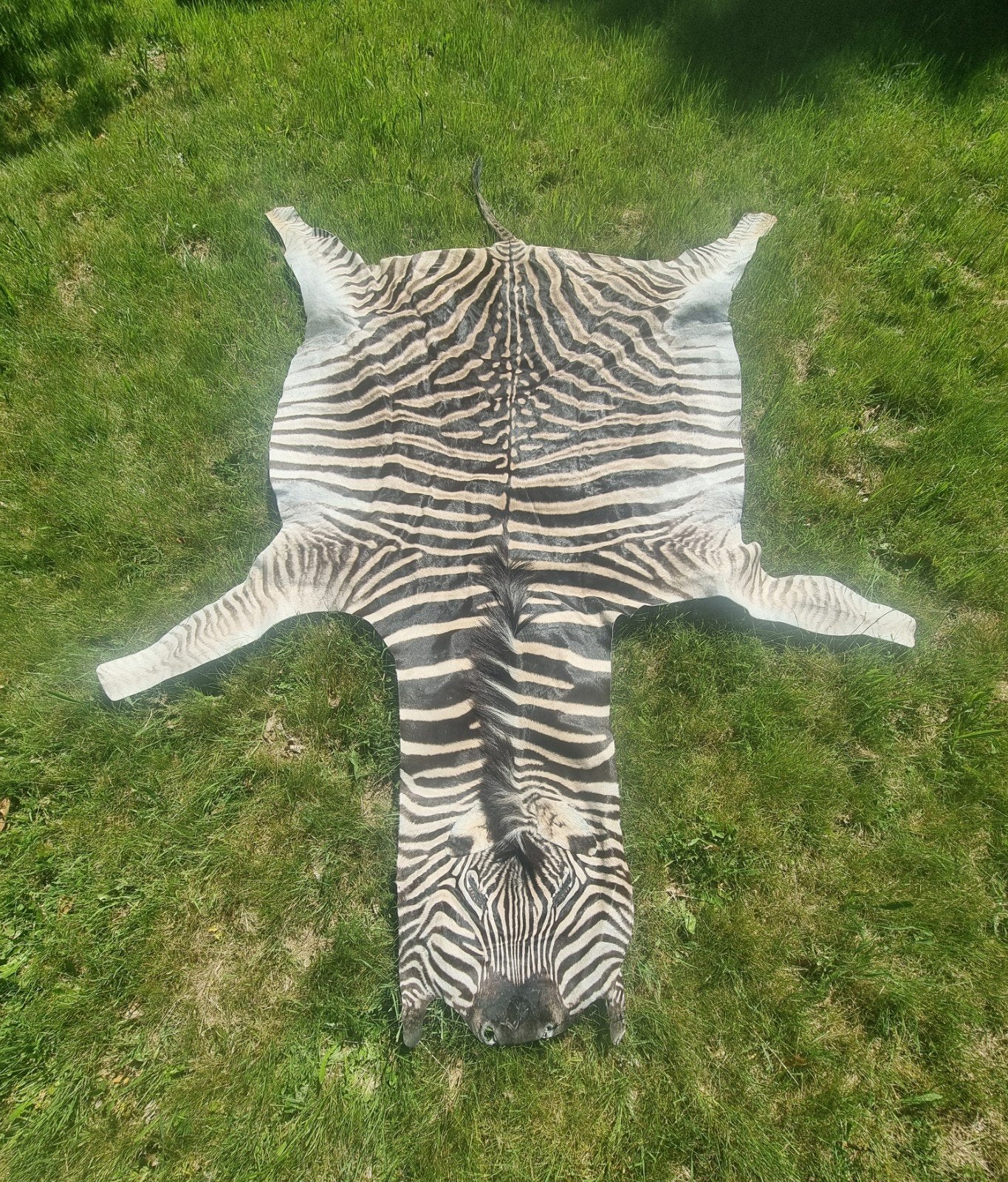 Zebrahuid / Zebravel / Taxidermie, Verzenden, Rechthoekig, 50 tot 100 cm