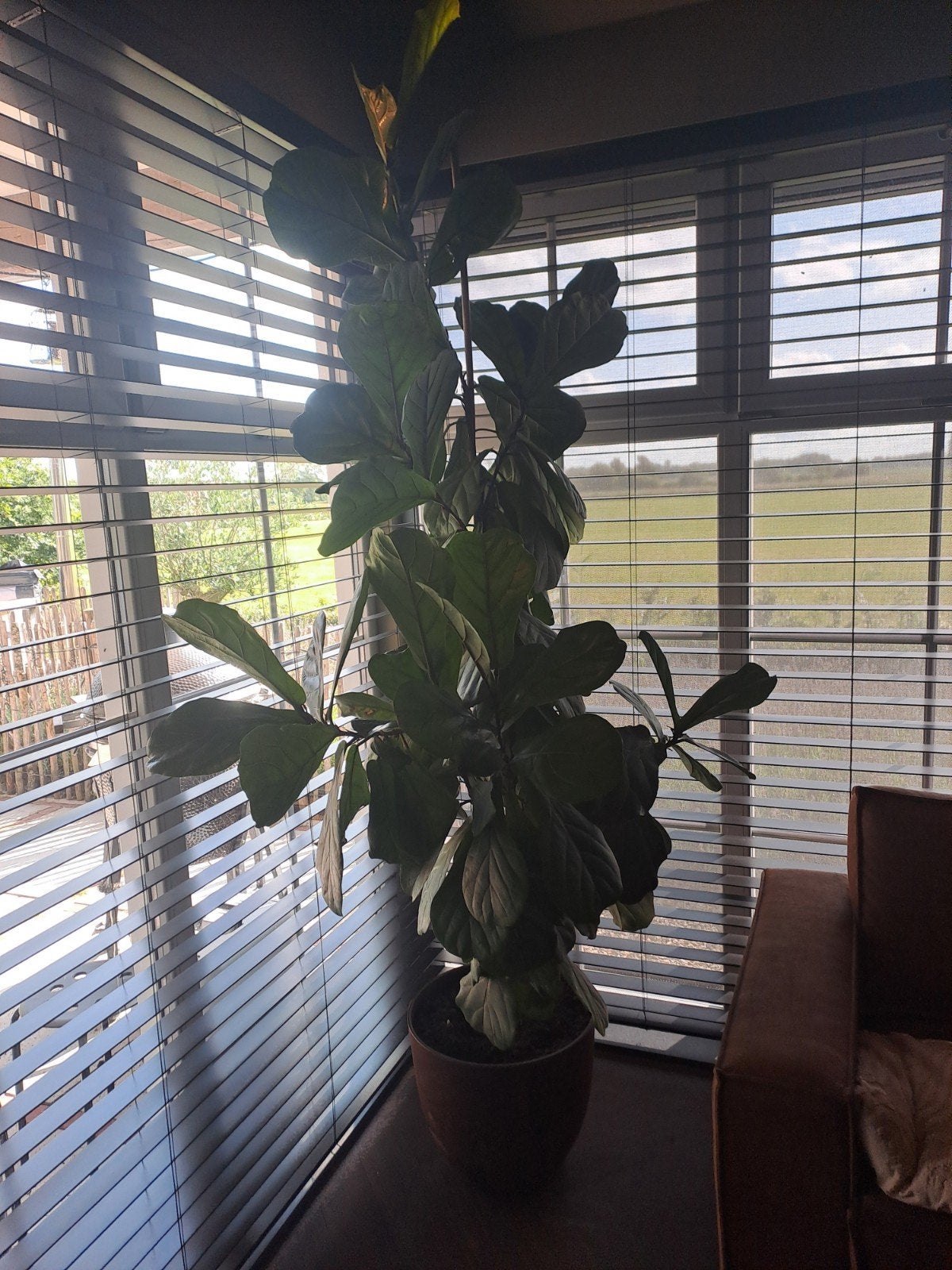 Mooie kamerplant ficus lyrata met pot, Huis en Inrichting, Kamerplanten, Ophalen, Halfschaduw, Minder dan 100 cm