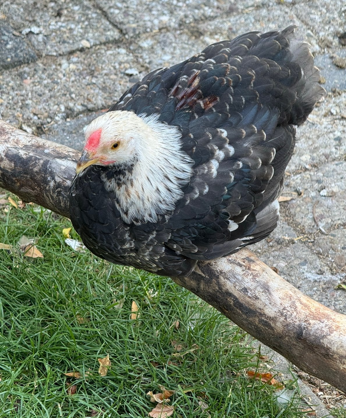 Mooie jonge wyandotte kriel kuikens gratis, Dieren en Toebehoren, Pluimvee, Mannelijk, Kip