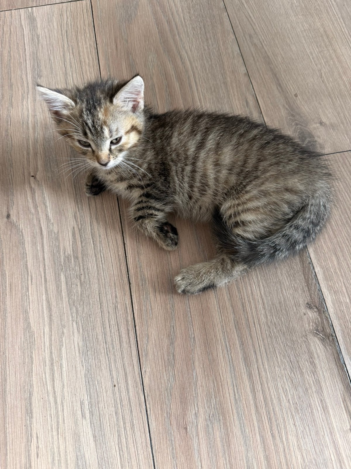Laatste poes kitten, Dieren en Toebehoren, Poes