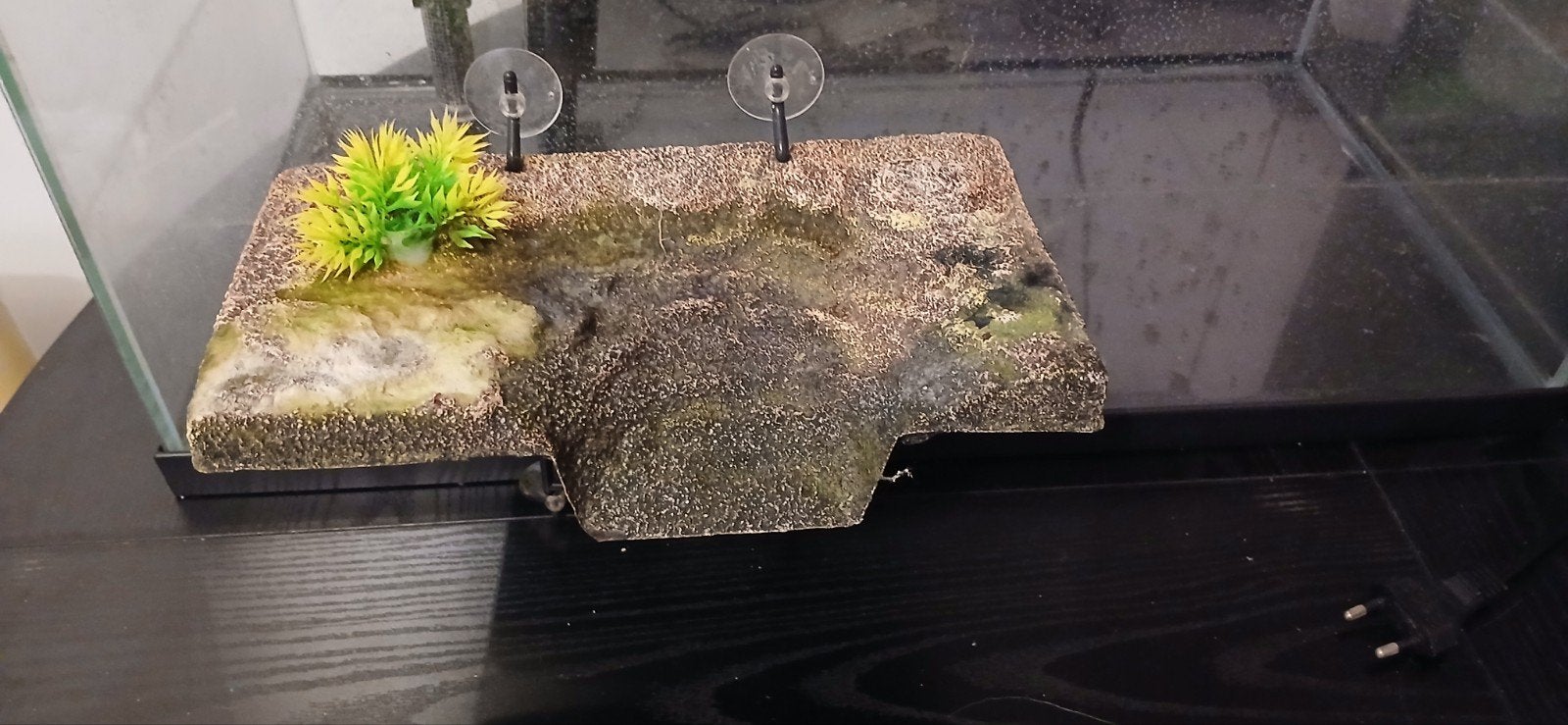 Turteldock schildpad eiland, Dieren en Toebehoren, Reptielen en Amfibieën, Schildpad, 0 tot 2 jaar
