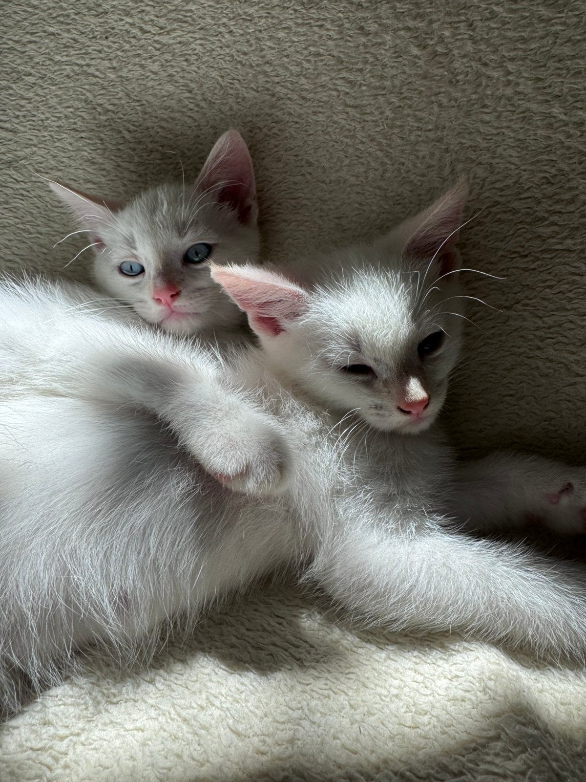 Twee witte kittens, Poes