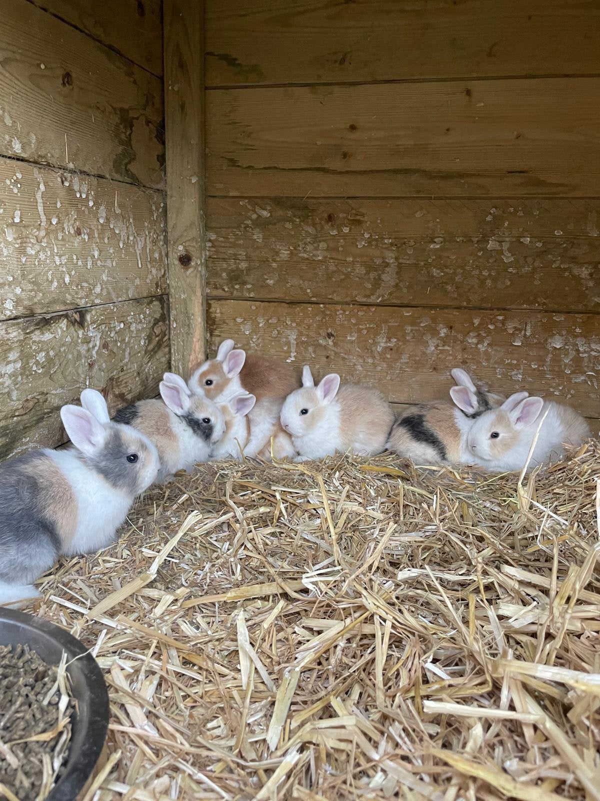 Mooie jonge konijnen. Op te halen over 4 weken., Ophalen of Verzenden, Minder dan 75 cm, Minder dan 60 cm