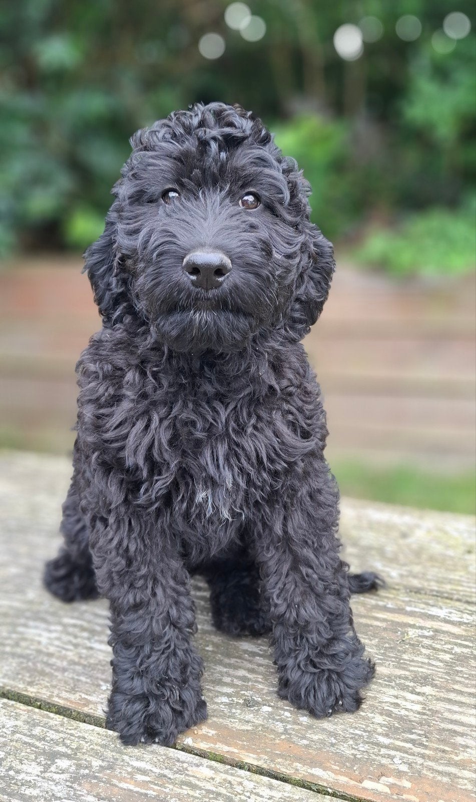Goed gezonde labradoodle pup.  Super karakter❤️, Dieren en Toebehoren, Parvo, Overige rassen, 8 tot 15 weken, Teef