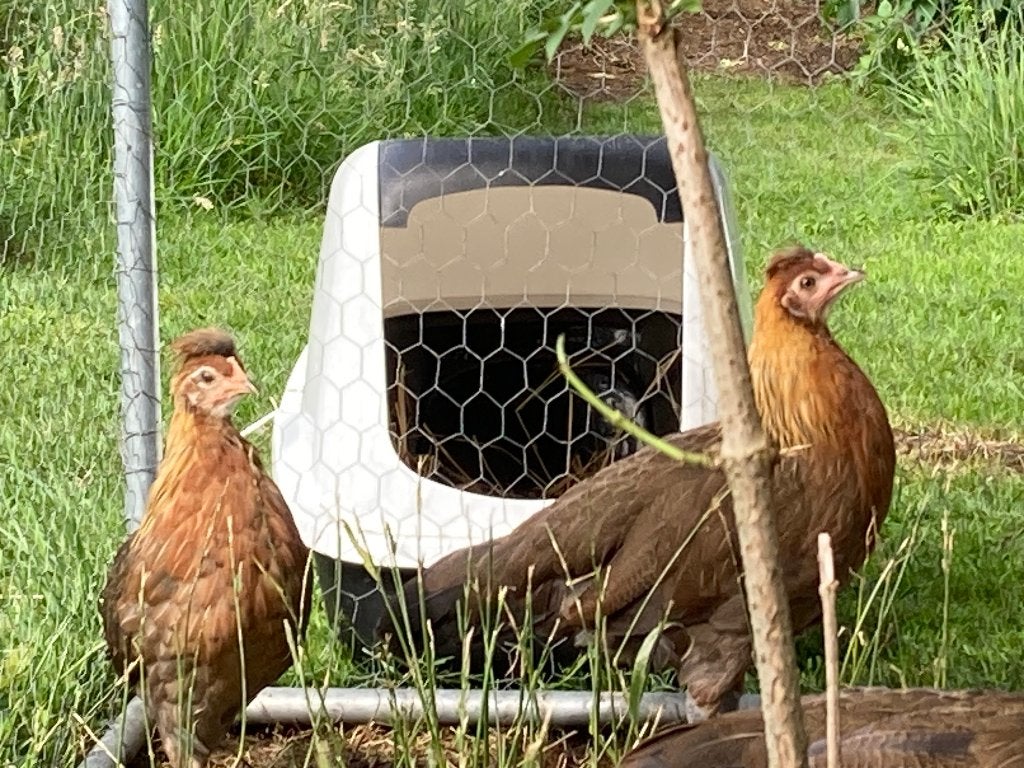 2 kuif kippen met haan, Dieren en Toebehoren, Pluimvee, Kip, Meerdere dieren