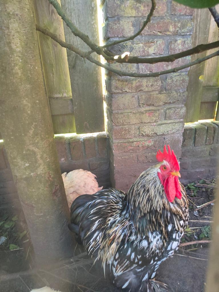 Aangeboden Cochin Haan kriel, Dieren en Toebehoren, Pluimvee, Mannelijk, Kip