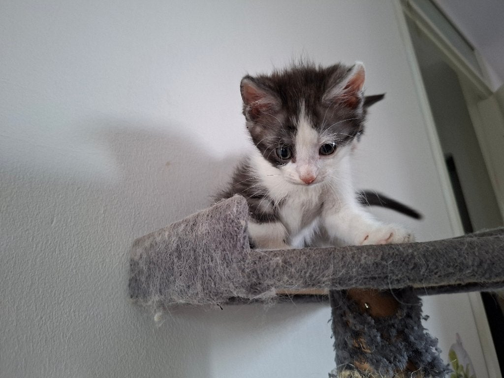 Lieve kittens te koop ! 100 €, Dieren en Toebehoren, Katten en Kittens | Overige Katten, Kater, Kortharig, 0 tot 2 jaar