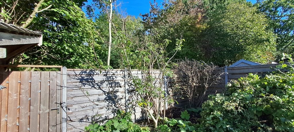 Walnotenboom - 4 meter, Tuin en Terras, Overige soorten, Lente, 250 tot 400 cm, Ophalen