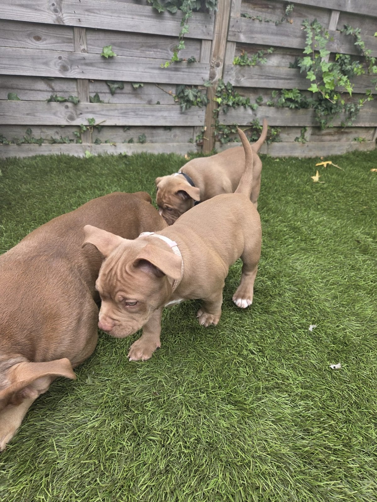 Pocket bully, 8 tot 15 weken, Meerdere, Meerdere dieren, Middel