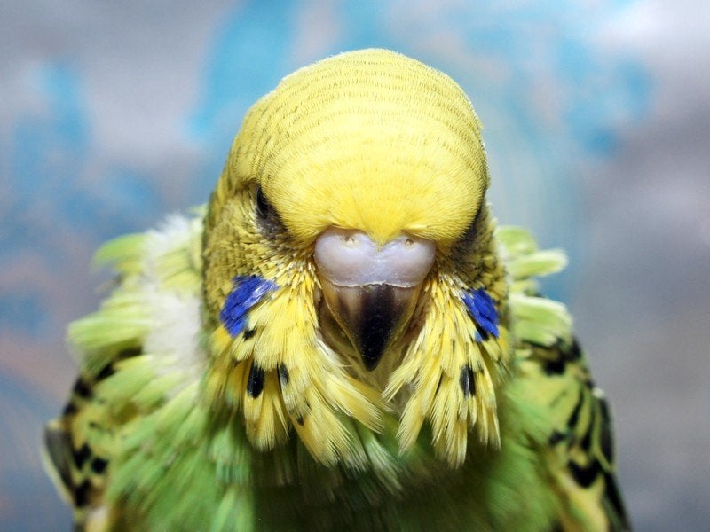 2x jonge engelse parkieten man gezocht, Dieren en Toebehoren, Vogels | Parkieten en Papegaaien, Mannelijk, Parkiet, Geringd