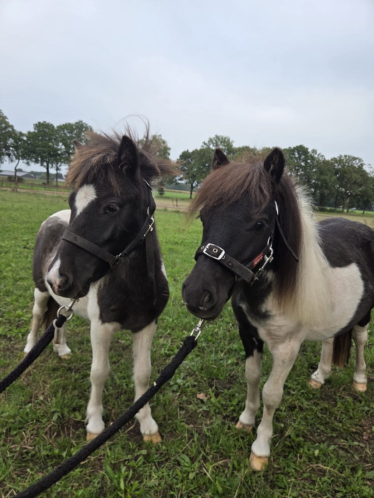 2 mooie jaarling shetlanders, Dieren en Toebehoren, 0 tot 2 jaar, Hengst, A pony (tot 1.17m), Gechipt