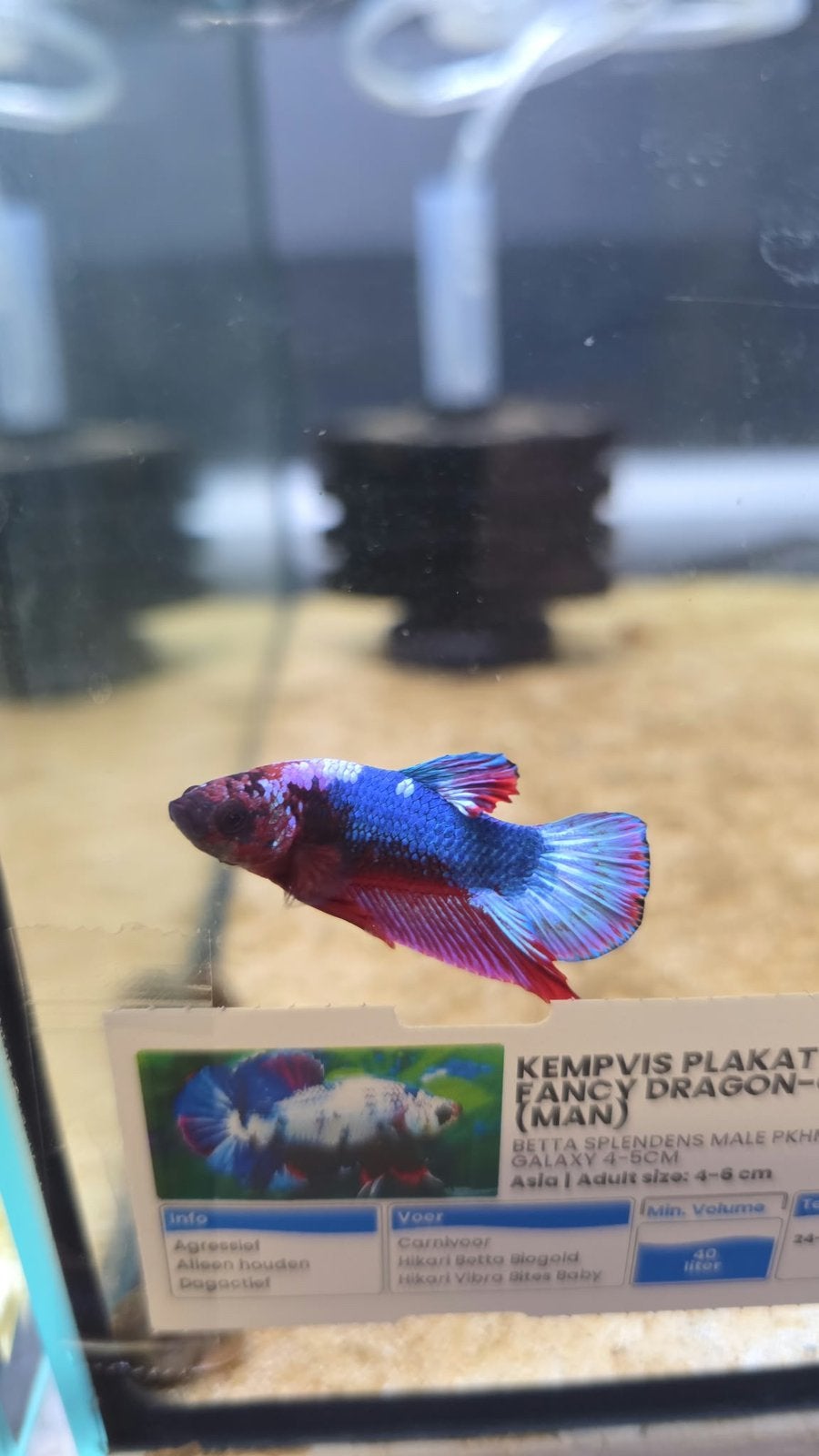 Betta spledens fancy dragon plakat, Dieren en Toebehoren, Vis, Zoetwatervis