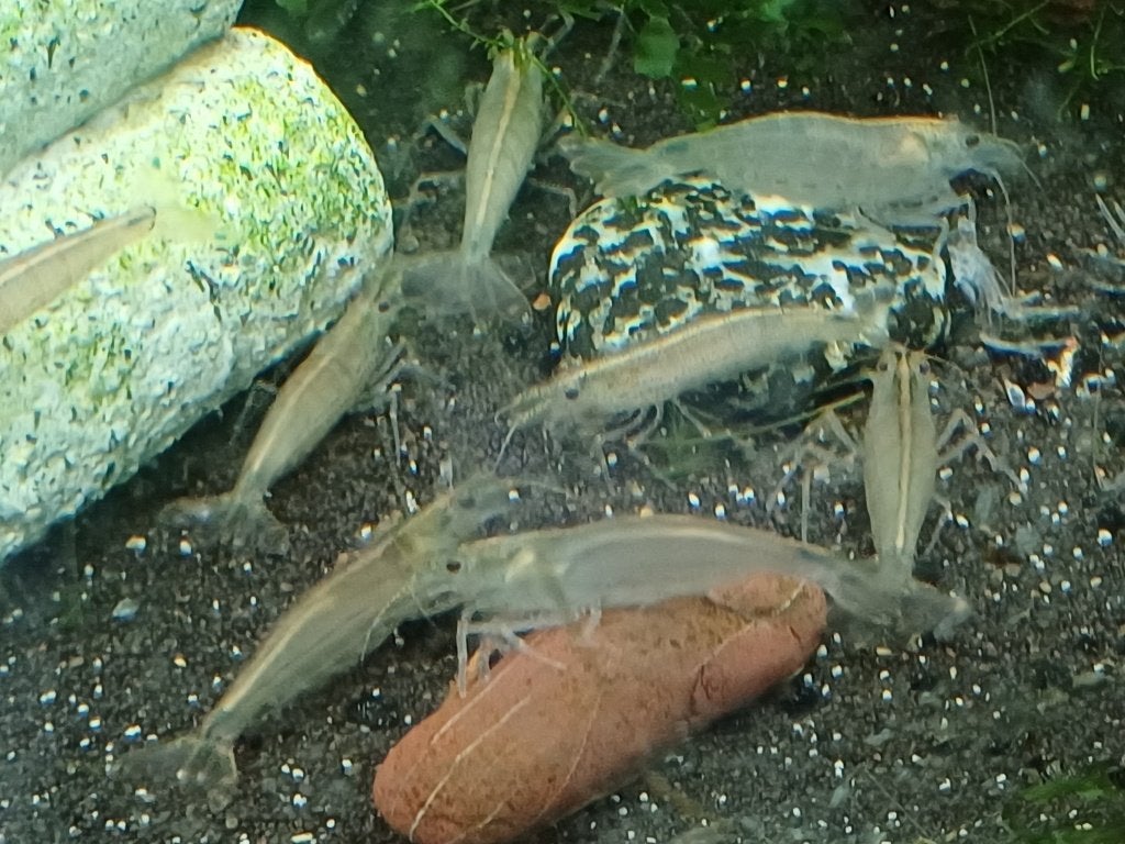 Hobbyaquarium Japonica XL garnalen /Amano algeneter xl=xl, Kreeft, Krab of Garnaal, Zoetwatervis, Schoolvis