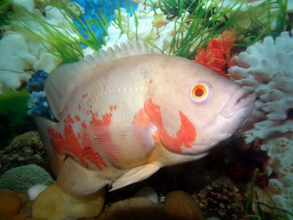 koppel albino pauwoog te koop 15cm, Dieren en Toebehoren, Vissen | Aquariumvissen, Vis, Zoetwatervis