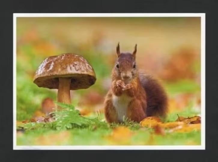 Eekhoorn Sciurus Vulgaris Eekhoorntjesbrood Paddestoel., Ophalen of Verzenden, 1980 tot heden, Ongelopen, Knaagdier