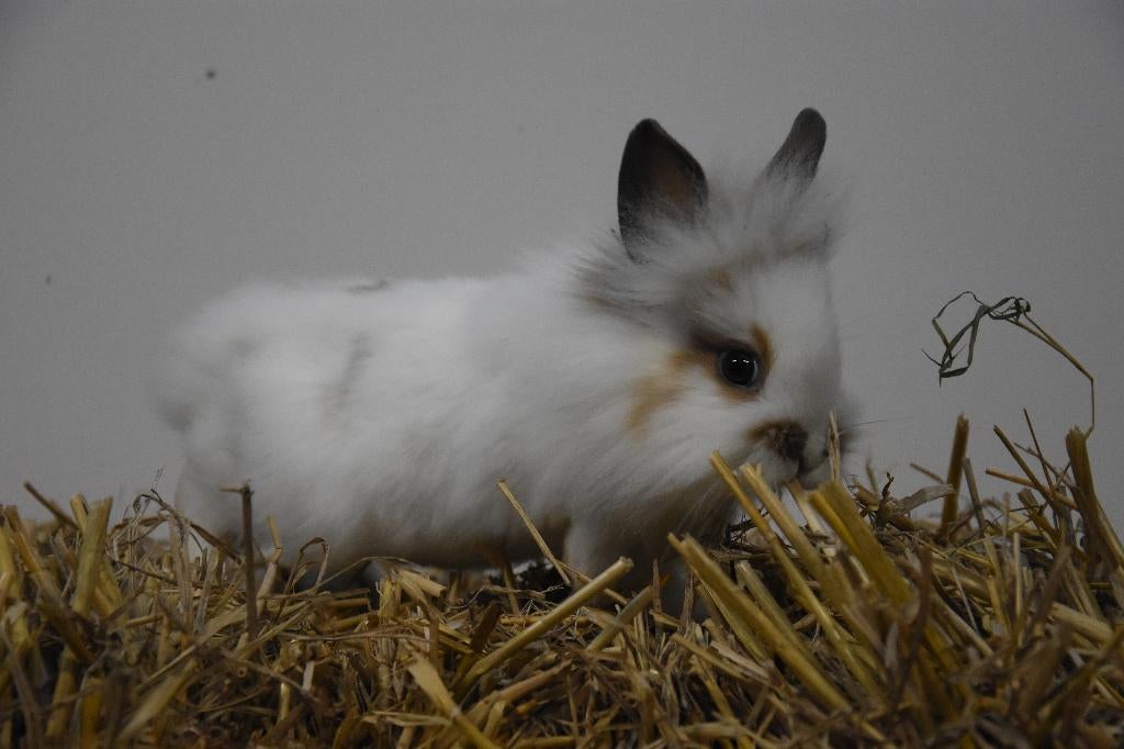 Gecastreerde konijnen | Dwergkonijnen | Jonge konijnen, Dieren en Toebehoren, Konijnen, Meerdere dieren, Dwerg, 0 tot 2 jaar