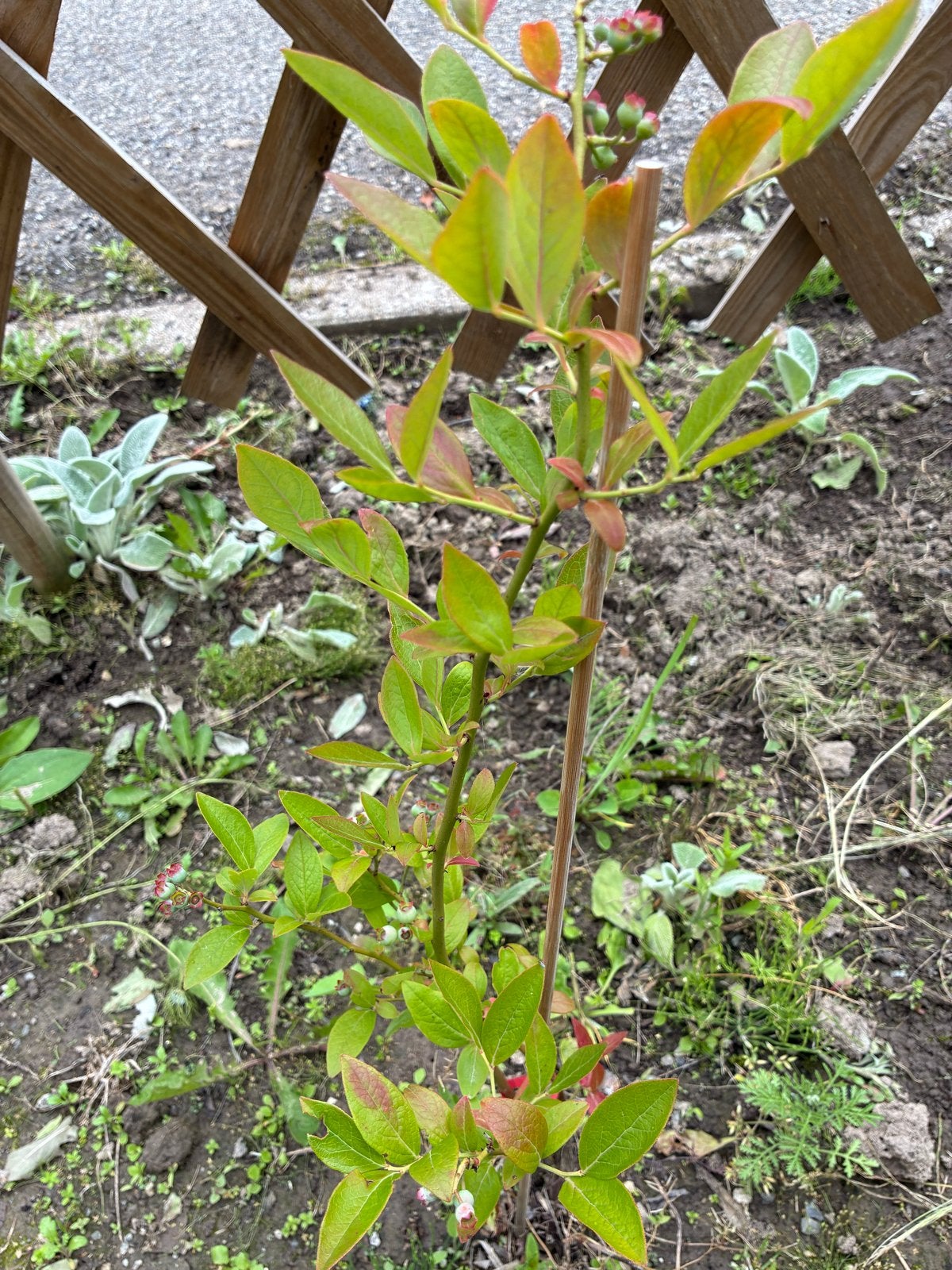 Blauwe bessen plant - Vaccinium corymbosum, Tuin en Terras, Ophalen, Volle zon, Vaste plant, Fruitplanten