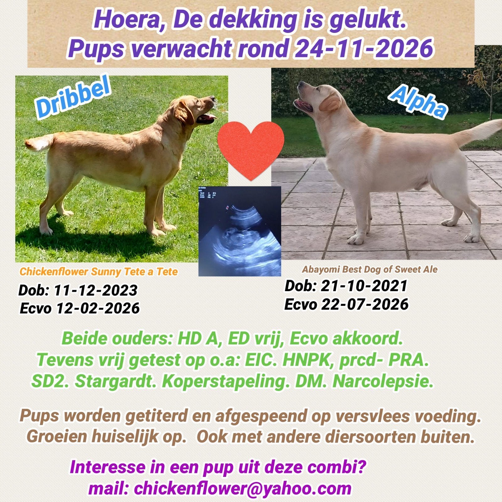 yes.Dekking gelukt. Gele pups (stamboom) verwacht 24-11-2026, CDV (hondenziekte), 8 tot 15 weken, Teef, Labrador retriever