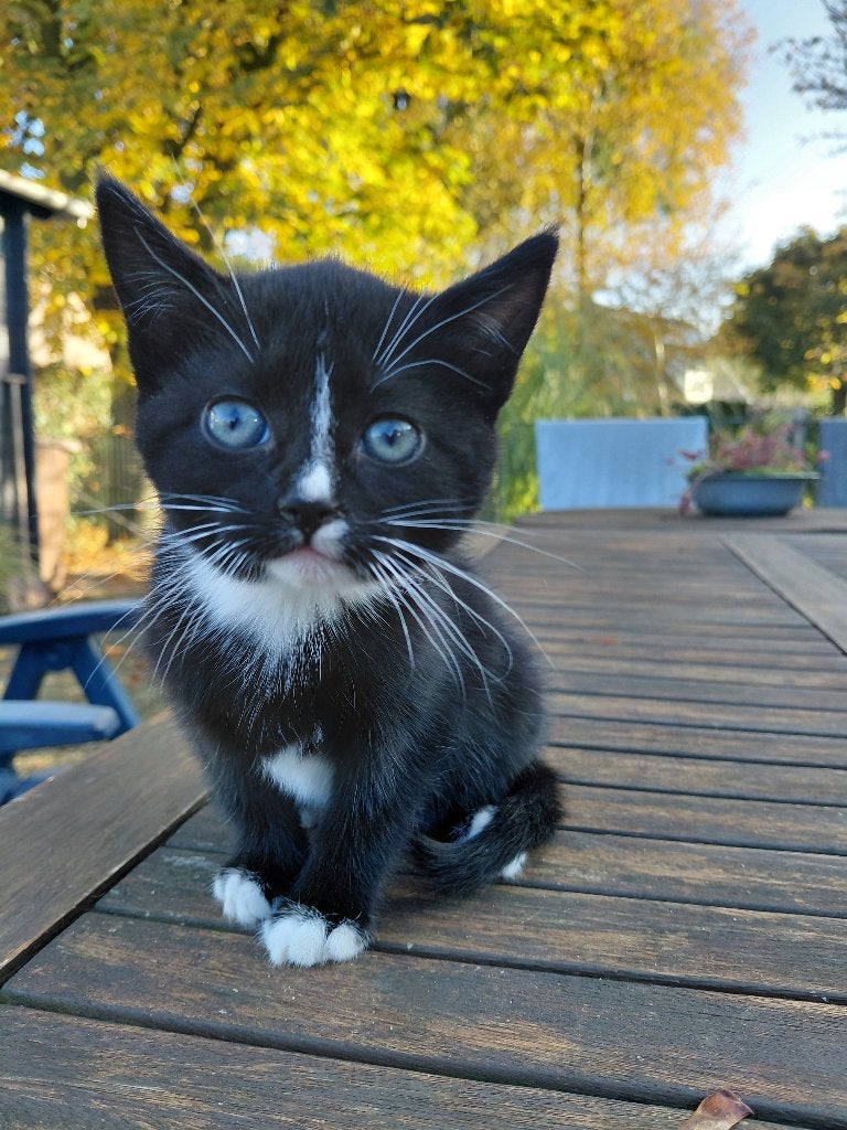 Kittens zoeken lief baasje, Dieren en Toebehoren, Meerdere dieren, Kortharig, 0 tot 2 jaar