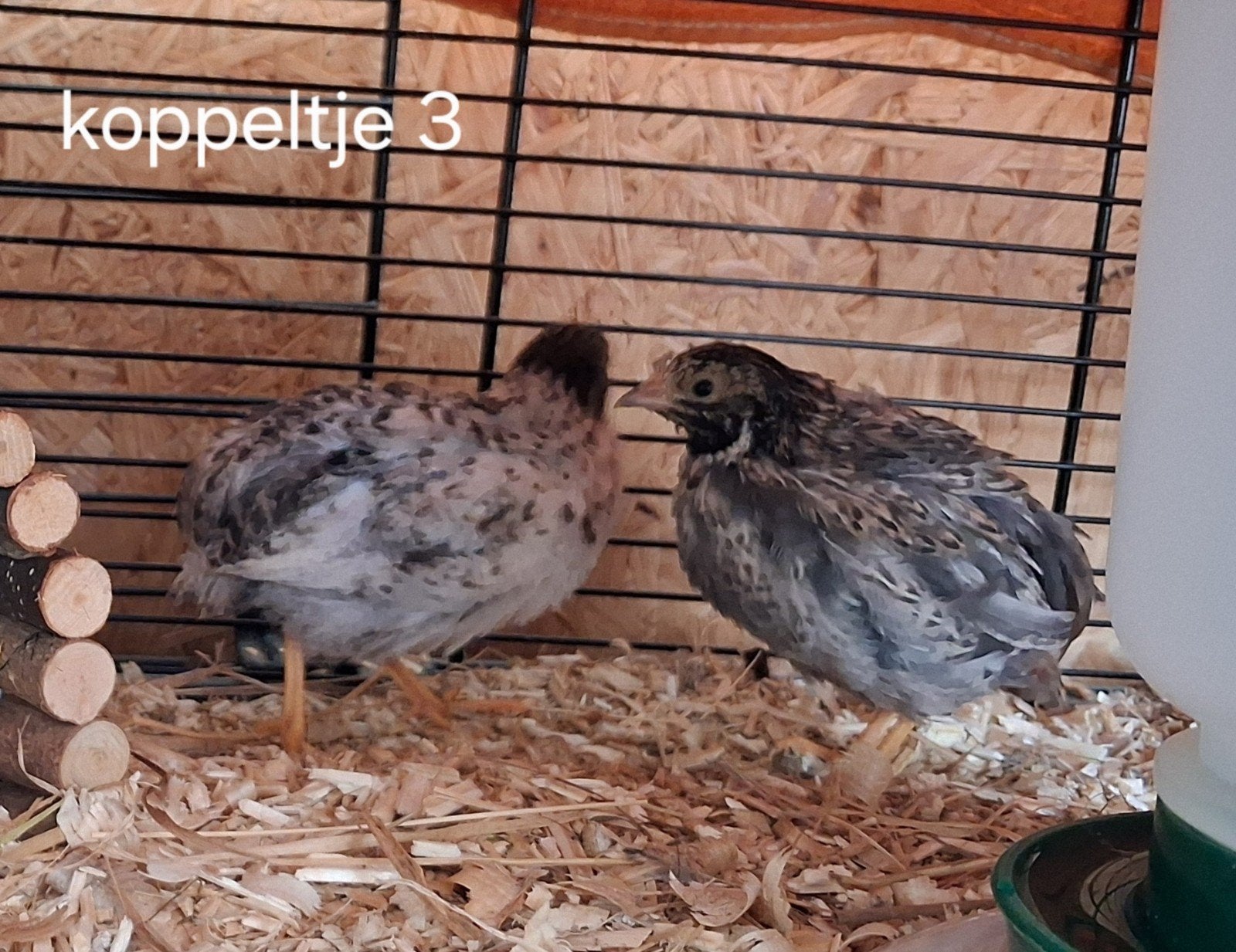 chinese dwergkwartels, Dieren en Toebehoren, Meerdere dieren, Overige soorten