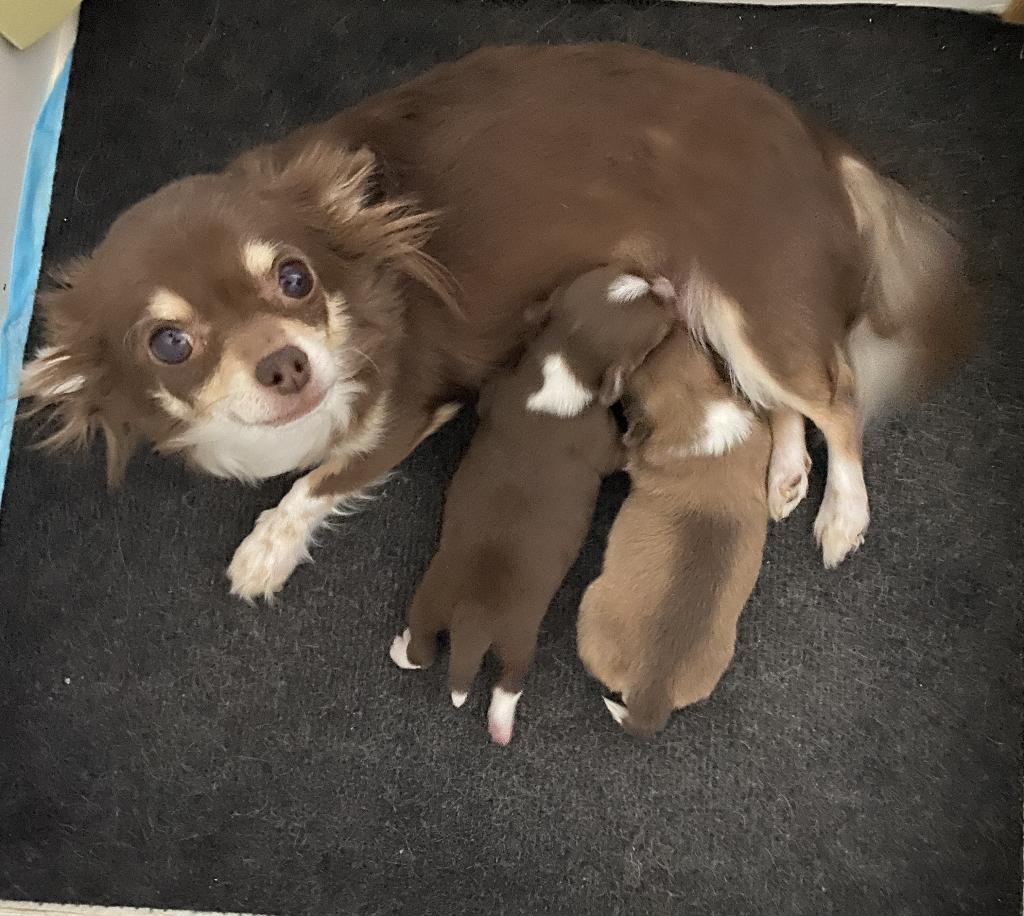 mooi langharige chihuahua reutje  2x ingeënt, Parvo, Reu, 8 tot 15 weken, Eén hond