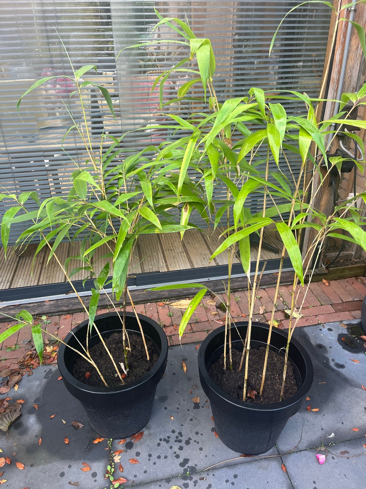2 Bamboe pseudosasa japonica, Ophalen, Vaste plant, Siergrassen, Bloeit niet