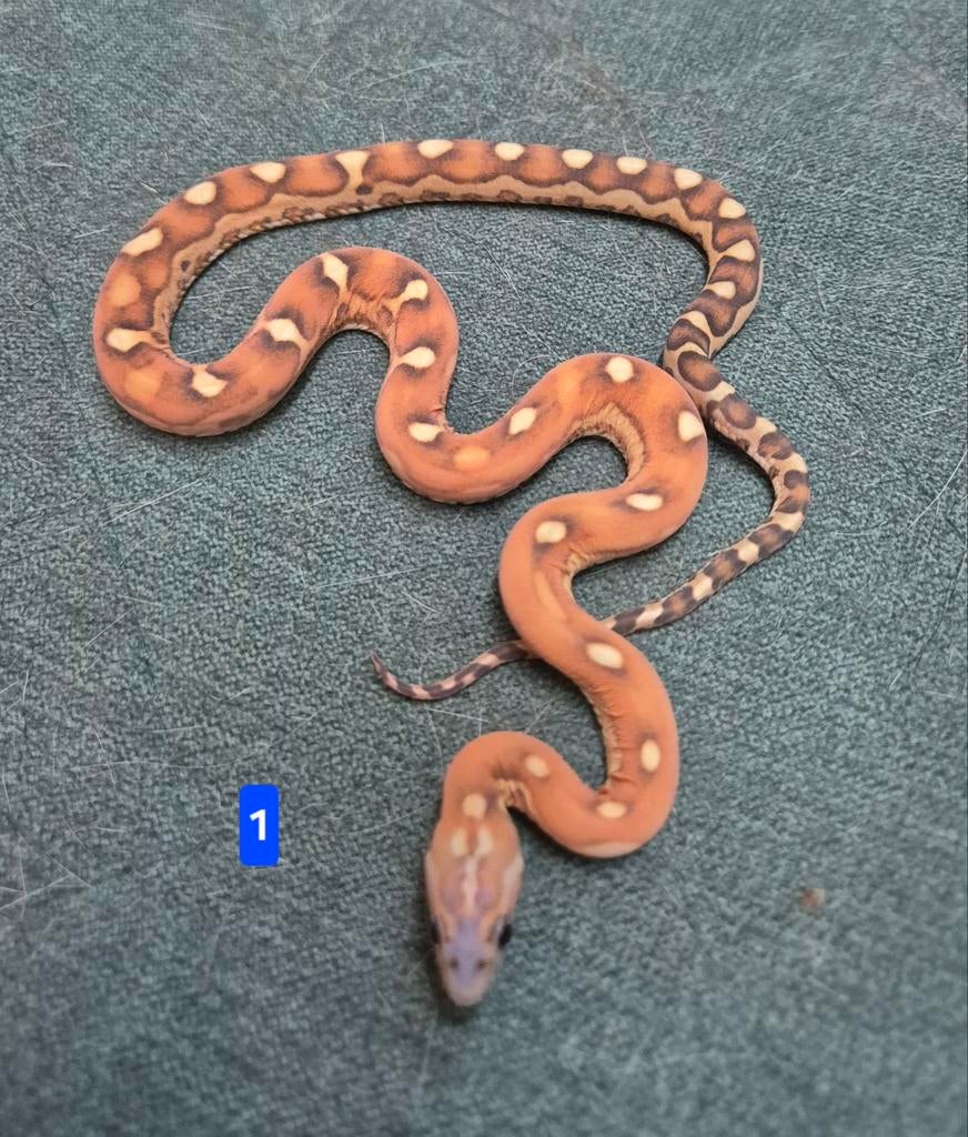 Pantherophis guttatus/rode rattenslang/elaphe scaleless, Amfibie, 0 tot 2 jaar