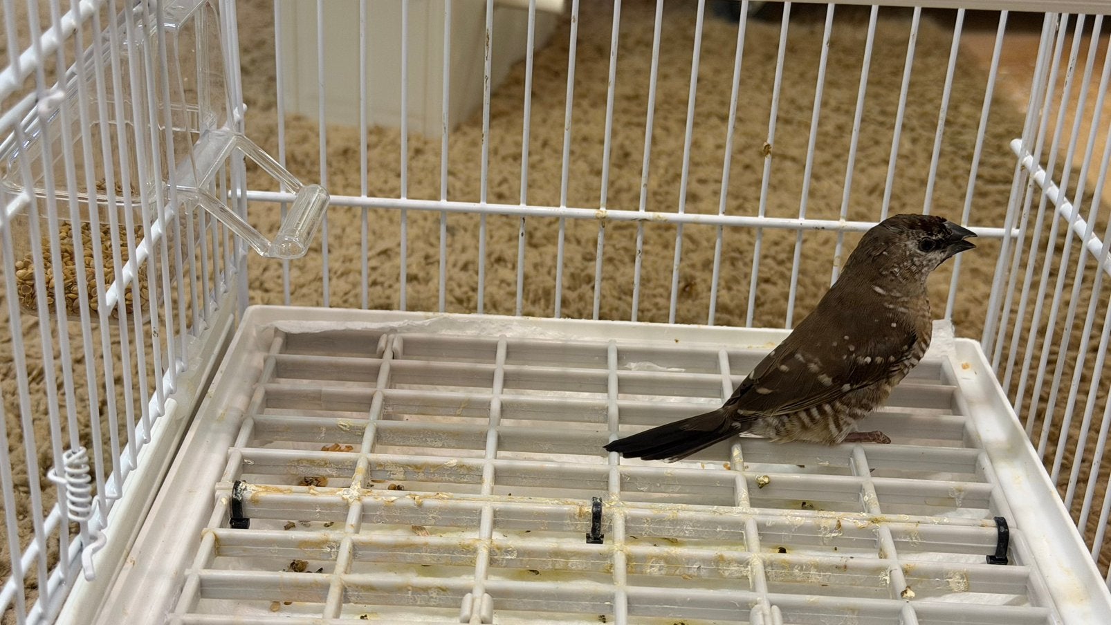 Ceresamadine pop ‘26, Vrouwelijk, Tropenvogel