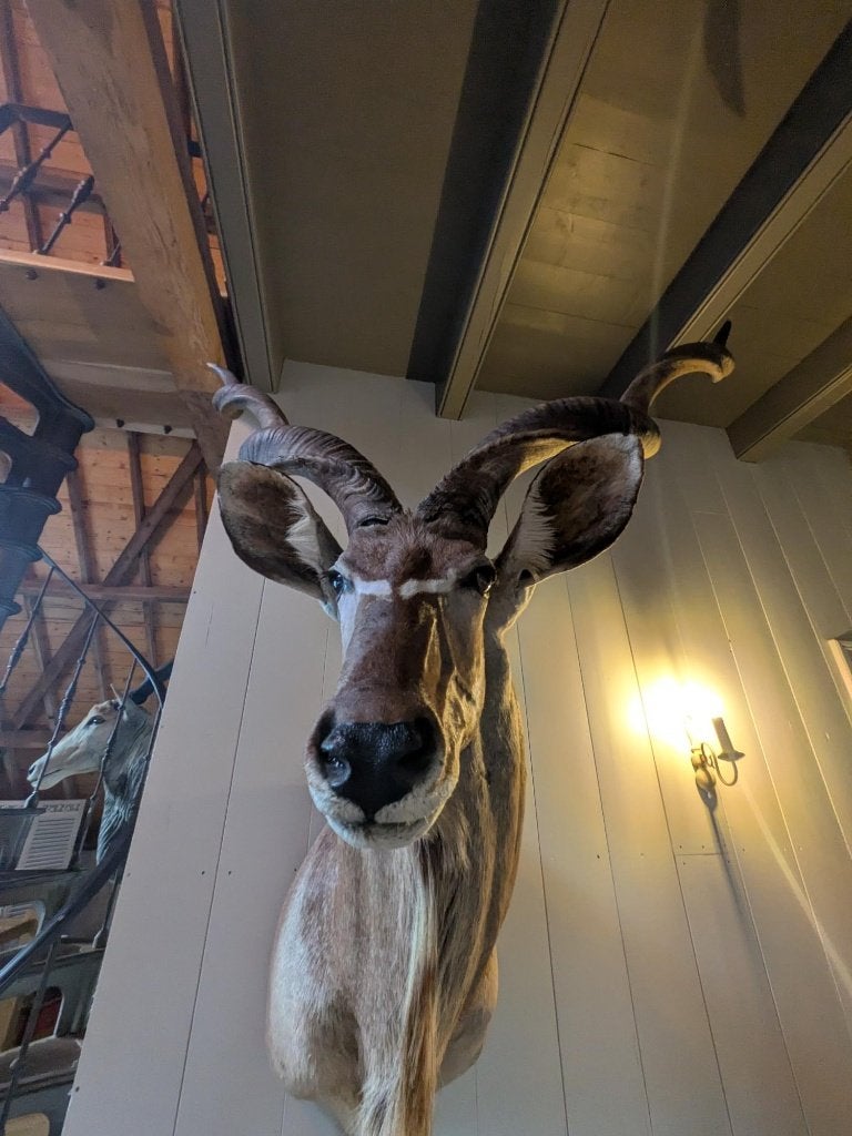 XXL Grote Kudu Kop met Prachtige Horens - Opgezet Dier, Verzamelen, Ophalen, Zo goed als nieuw, Wild dier, Gewei of Kop