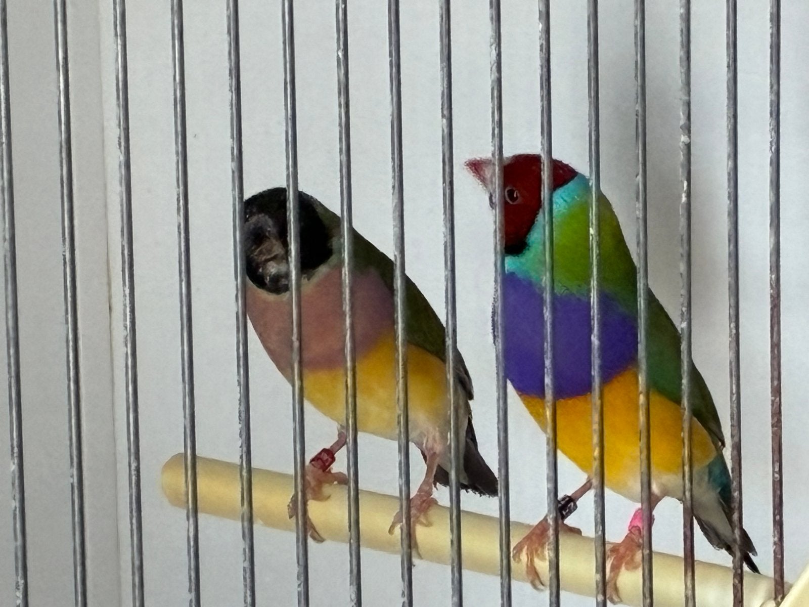 Gezocht WB en blauwe gould amadine koppel, Vrouwelijk, Tropenvogel