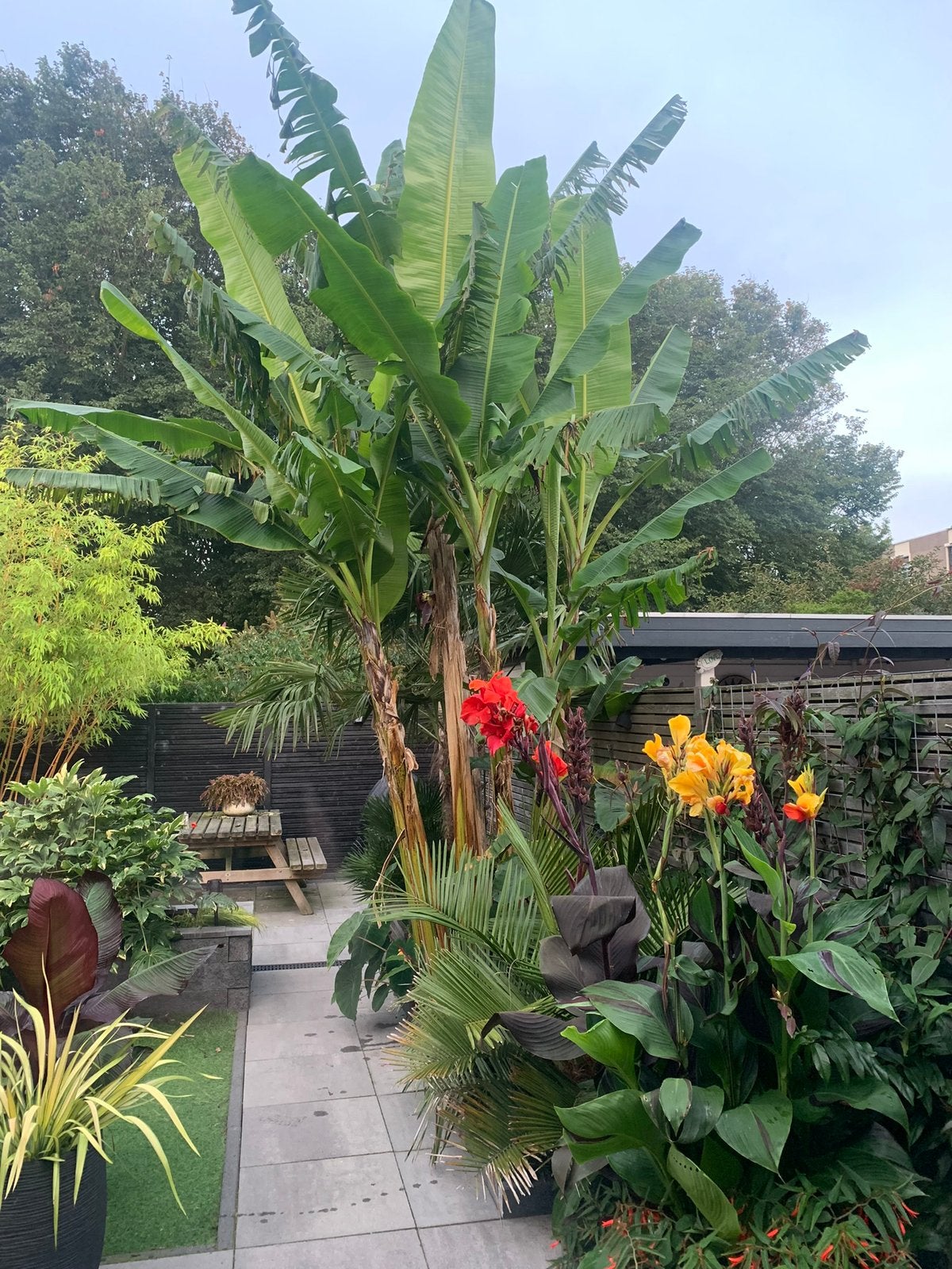Musa helens hybrid, Bloeit niet, Overige soorten, Minder dan 100 cm, Ophalen