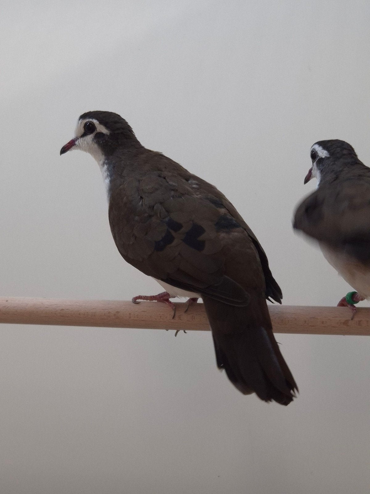 3-3 Tamboerijn duif, Meerdere dieren, Tropenvogel, Geringd