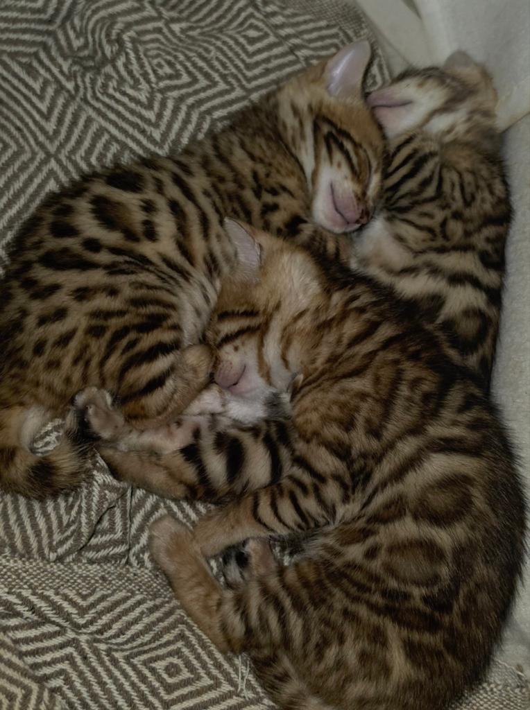 Bengaalse kittens, Meerdere dieren, Ontwormd, 0 tot 2 jaar