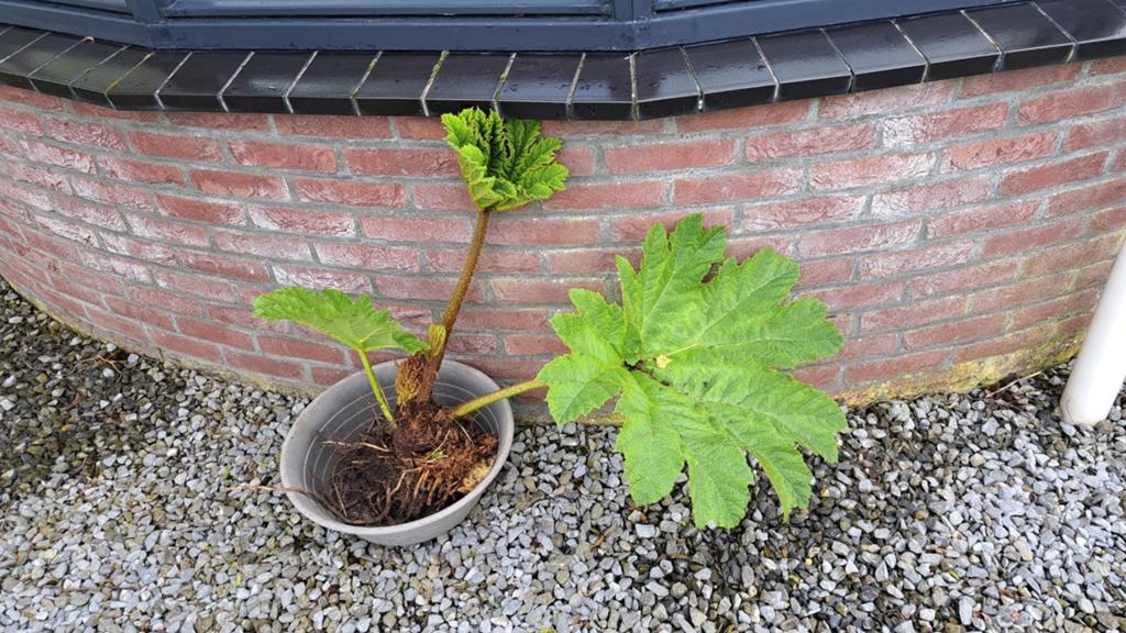 Gunnera/ mamoetplant/reuze rabarber., Ophalen, Overige soorten, Volle zon