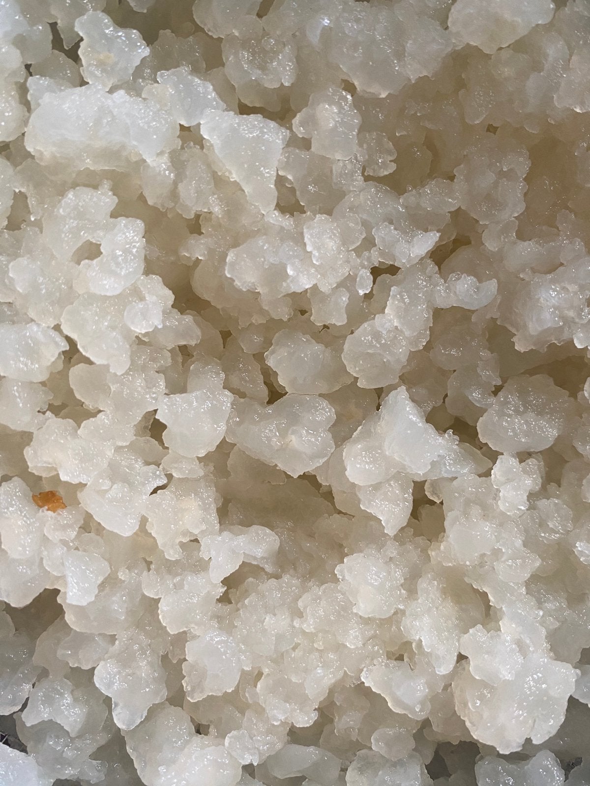 Waterkefirs korrels te koop 100g per portie, Ophalen