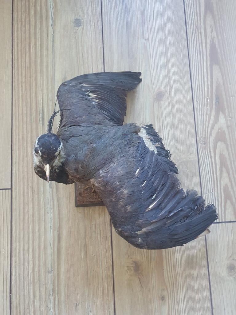 Opgezette vogel, kievit, Dieren en Toebehoren, Vogels | Parkieten en Papegaaien, Parkiet