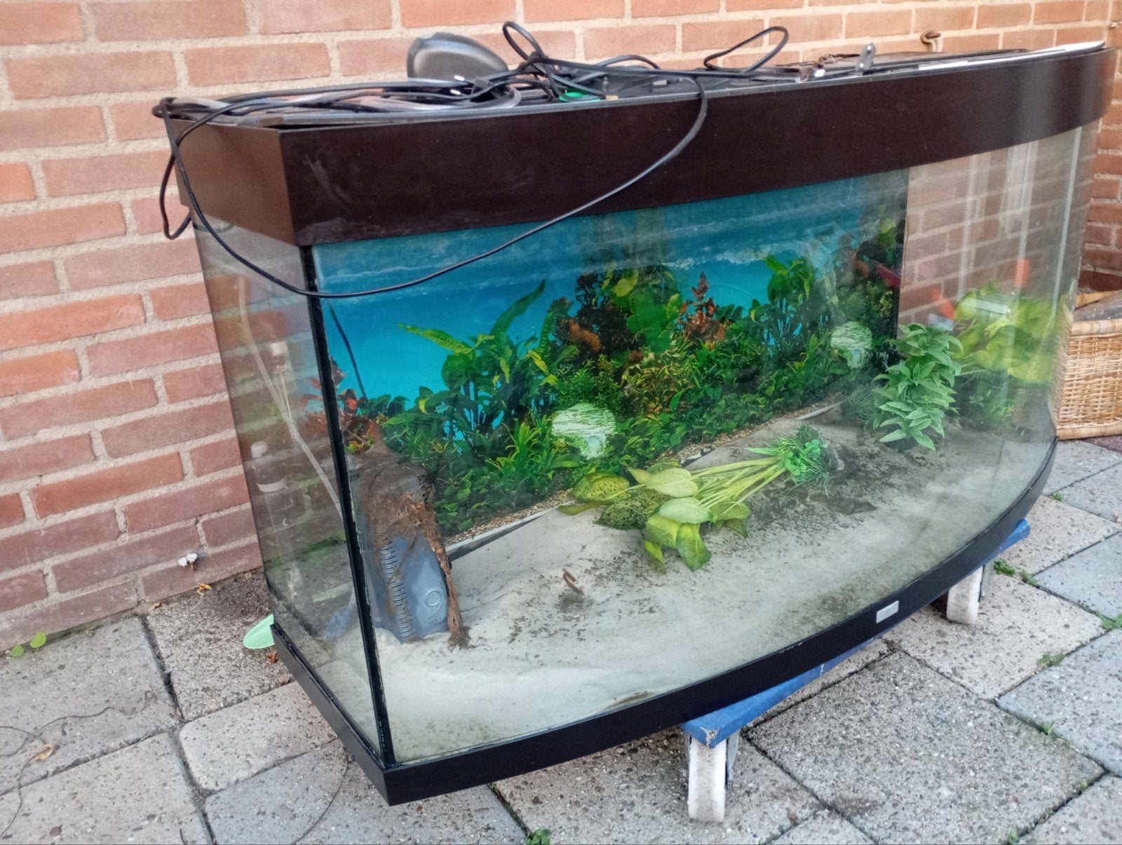 Juwel Vision 260 - 260 Liter Aquarium - Compleet met alles, Ophalen, Inclusief toebehoren, Gebruikt, Gevuld zoetwateraquarium
