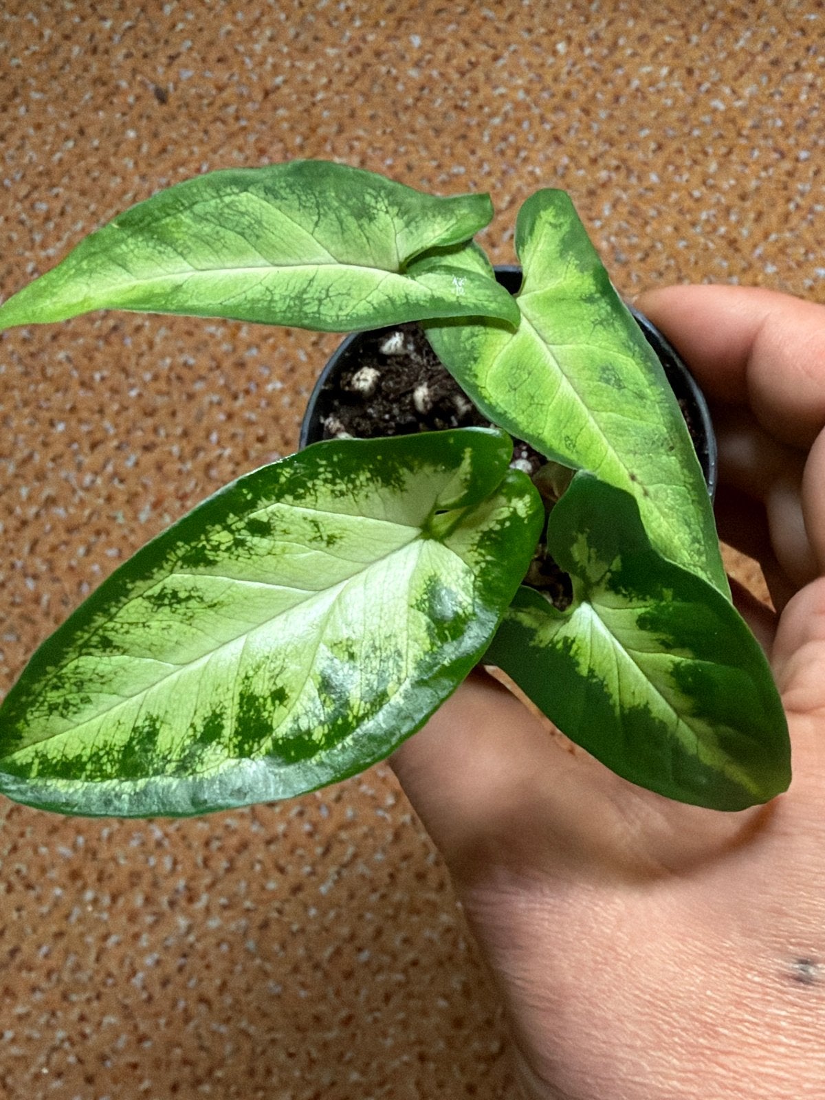 Syngonium Angustatum - Zeldzame Pijlplant, Ophalen of Verzenden