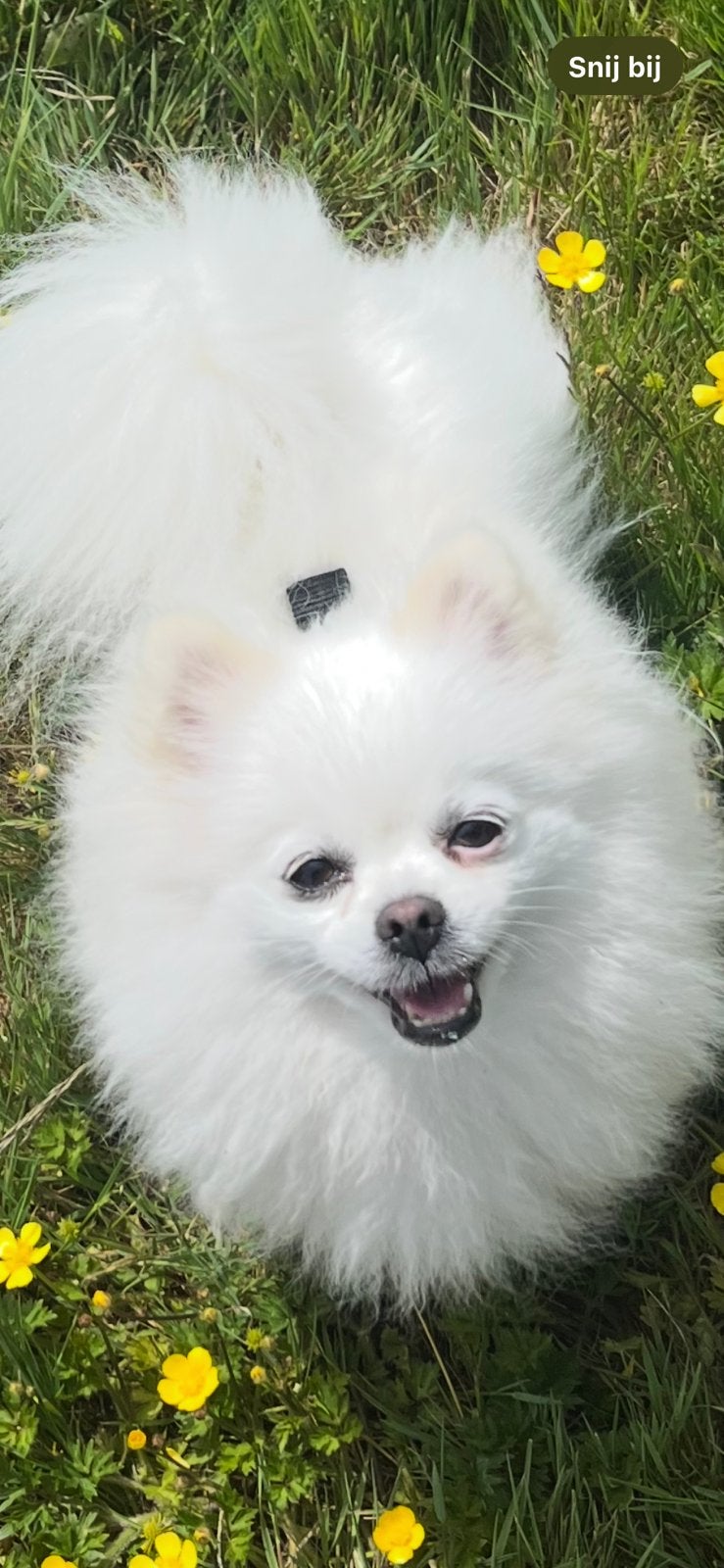 Pomerian, Dieren en Toebehoren, Honden | Poolhonden, Keeshonden en Oertypen, Keeshond, Parvo, Meerdere, Meerdere dieren