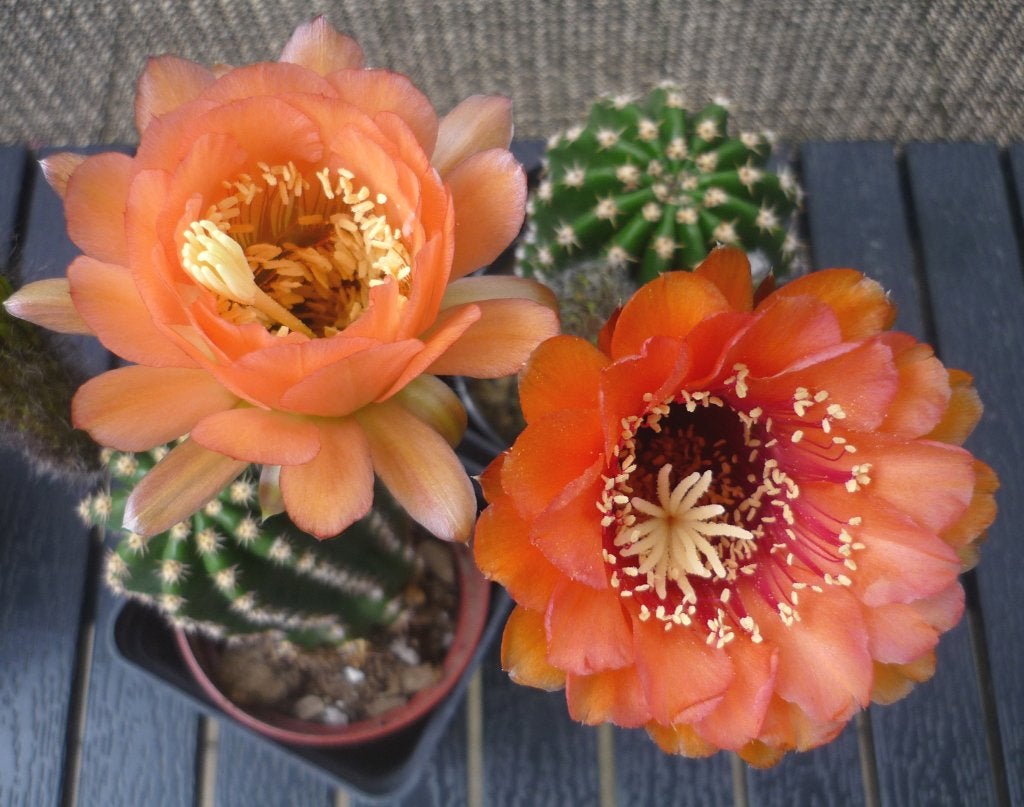 cactus - Trichocereus hybride, Huis en Inrichting, Ophalen of Verzenden, Cactus, Volle zon, Minder dan 100 cm