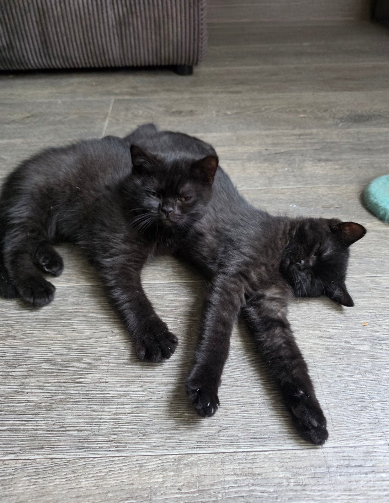 Laatste 2  Korthaar kittens mogen direct mee! (Katers), Kater, Ontwormd